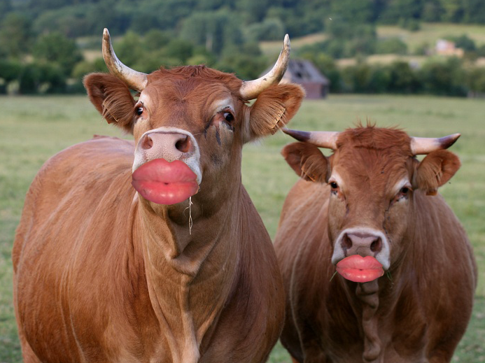 À la laiterie Les Fayes, la bouteille de lait est noire !